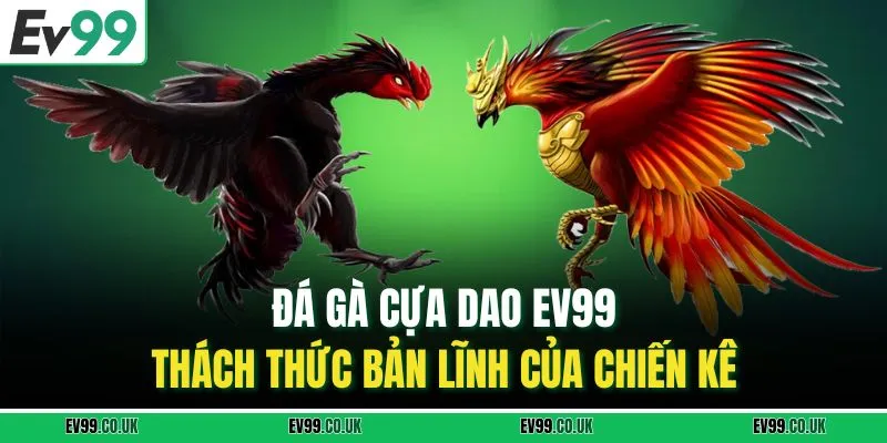 Đá gà cựa dao sức mạnh và bản lĩnh chiến kê